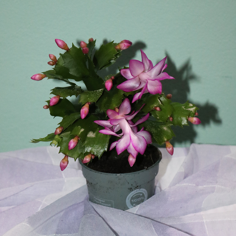 Dekabrist gülü (Schlumbergera Truncata)